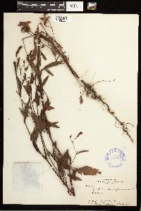 Persicaria pensylvanica image