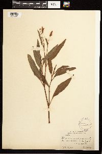 Persicaria pensylvanica image