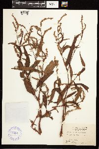 Persicaria pensylvanica image