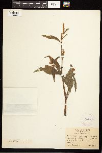 Persicaria pensylvanica image