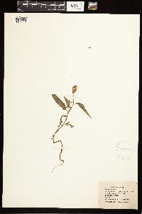Persicaria pensylvanica image