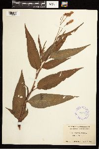 Persicaria pensylvanica image