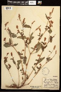 Persicaria pensylvanica image