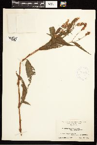 Persicaria pensylvanica image