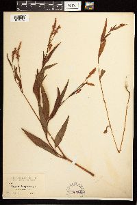 Persicaria pensylvanica image