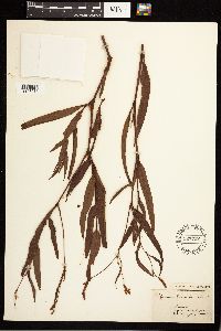 Persicaria pensylvanica image