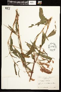 Persicaria pensylvanica image