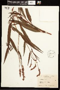 Persicaria pensylvanica image