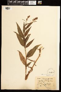 Persicaria pensylvanica image