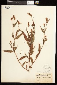 Persicaria pensylvanica image