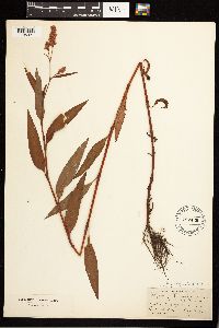 Persicaria pensylvanica image