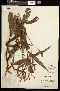 Persicaria pensylvanica image