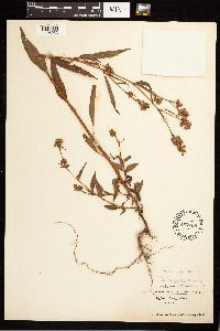 Persicaria pensylvanica image