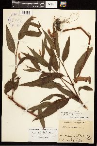 Persicaria pensylvanica image