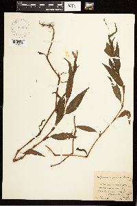Persicaria pensylvanica image