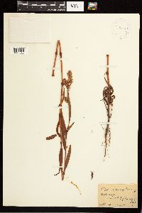 Persicaria pensylvanica image