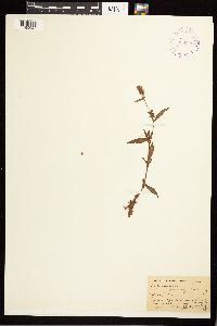 Persicaria pensylvanica image