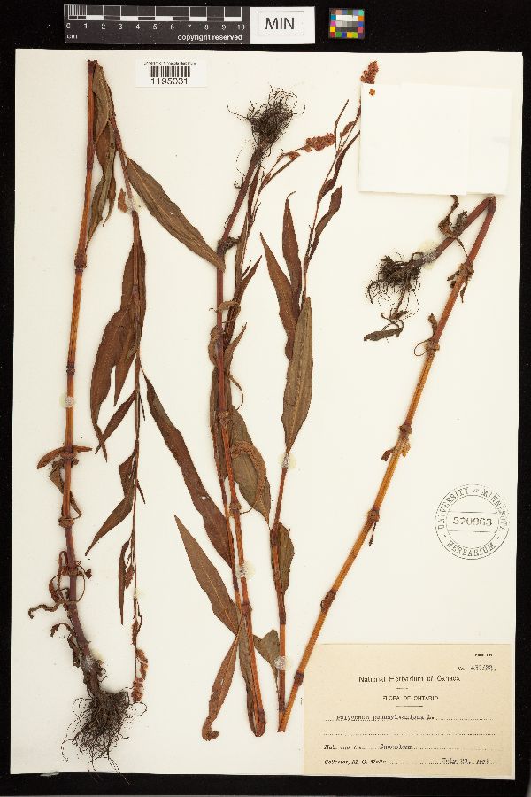 Persicaria pensylvanica image