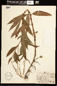 Persicaria punctata image