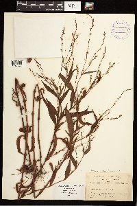 Persicaria punctata image