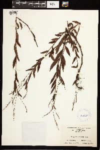 Persicaria punctata image