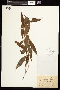 Persicaria punctata image