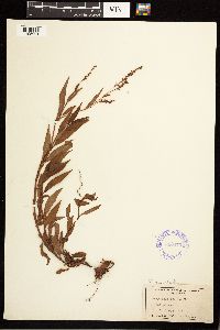 Persicaria punctata image