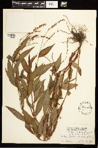 Persicaria punctata image