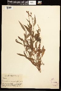 Persicaria punctata image