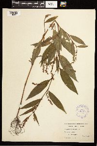 Persicaria punctata image