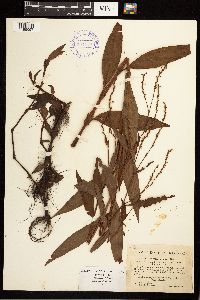 Persicaria punctata image