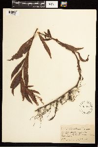 Persicaria punctata image