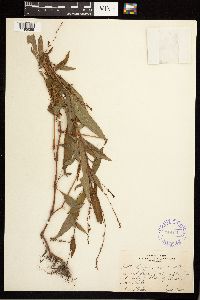 Persicaria punctata image