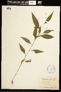 Persicaria punctata image