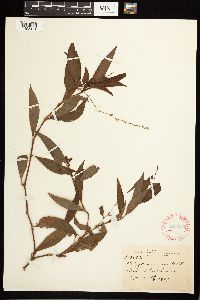 Persicaria punctata image