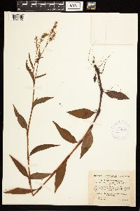 Persicaria punctata image