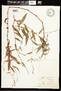 Persicaria punctata image