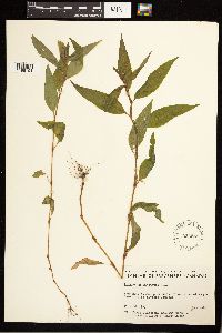 Persicaria punctata image