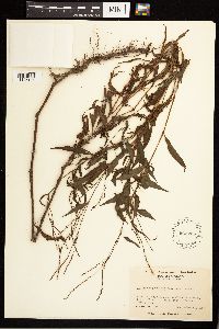 Persicaria punctata image