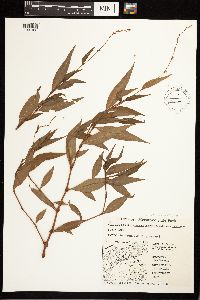 Persicaria punctata image