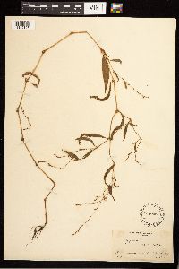 Persicaria punctata image