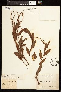 Persicaria punctata image