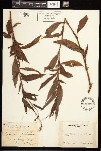 Persicaria punctata image