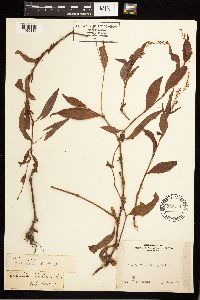 Persicaria punctata image