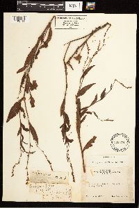 Persicaria punctata image