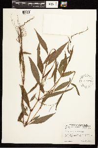 Persicaria punctata image