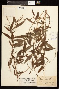 Persicaria punctata image
