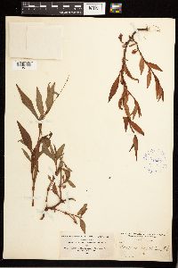 Persicaria punctata image