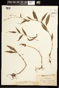 Persicaria punctata image