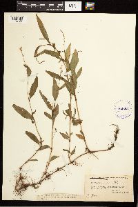 Persicaria punctata image